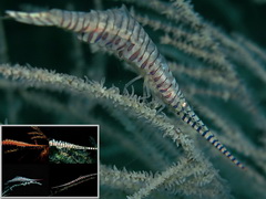 Scuba Dive in Anilao - Underwater Macro Photography, Anilao Muck dive